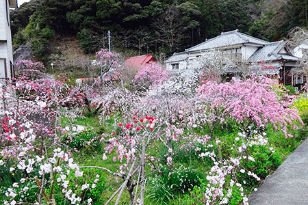 長田造園土木　下田市蓮台寺しだれ桃畑写真