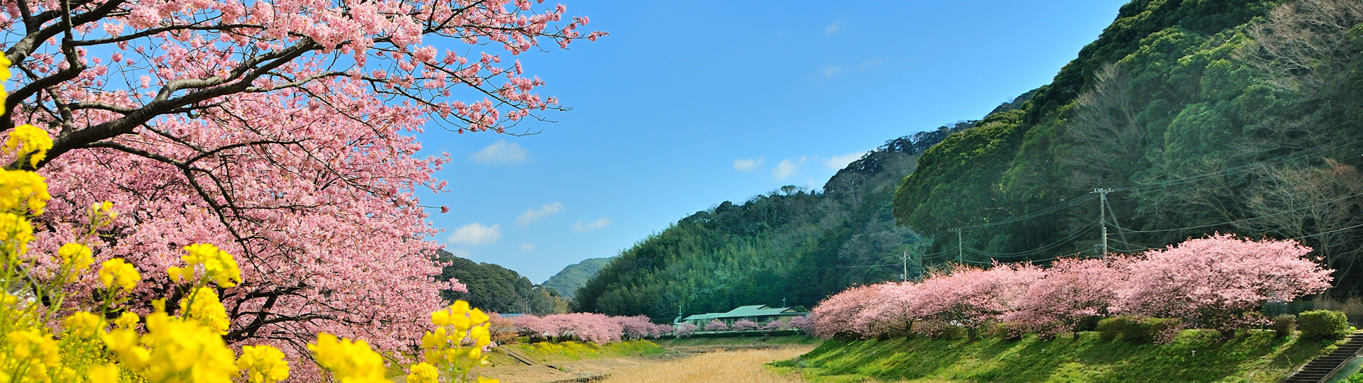 みなみの桜と菜の花まつり写真